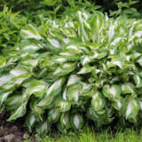 Hosta Undulata Hosta Undulata