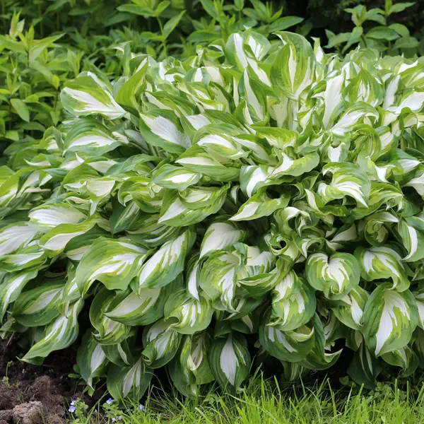 Hosta Undulata Hosta Undulata