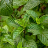 Mint Chocolate P68minch - Garden Express Australia