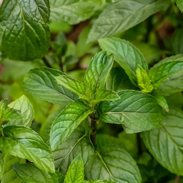 Mint- Chocolate Mint- Chocolate