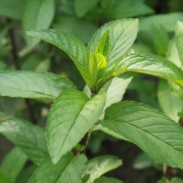 Mint- Peppermint Mint- Peppermint
