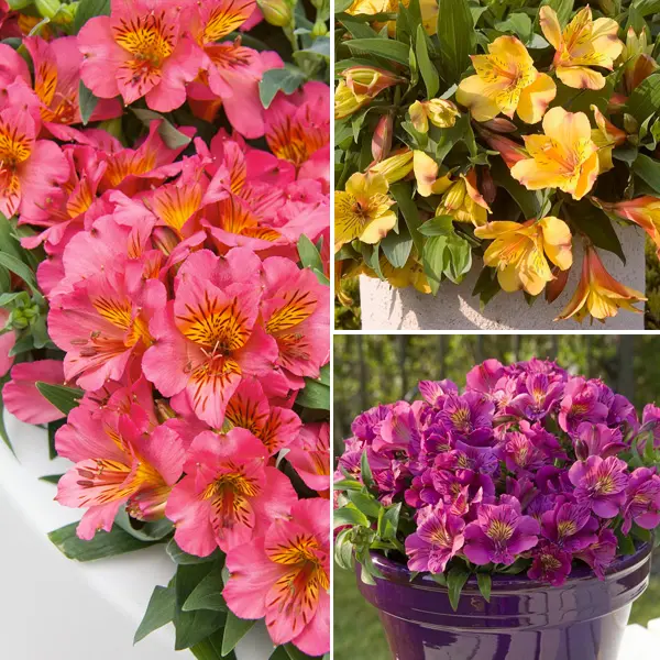 Princess Lily Collection 2- 3 Plants Princess Lily Collection 2- 3 Plants