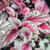 Begonia Maui Sunset P10begmsu - Garden Express Australia