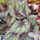 Begonia Speckles Begonia Speckles