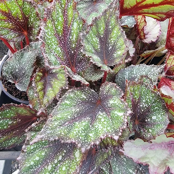 Begonia Speckles Begonia Speckles