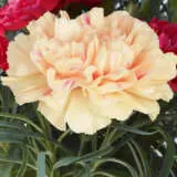 Carnation Apple Tea P18carate - Garden Express Australia