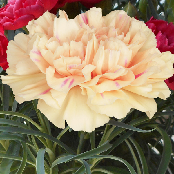 Carnation Apple Tea Carnation Apple Tea