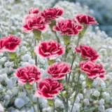Carnation Aura P18caraur - Garden Express Australia