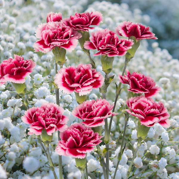 Carnation Aura Carnation Aura