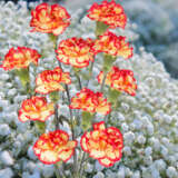 Carnation Boogie Carnation Boogie