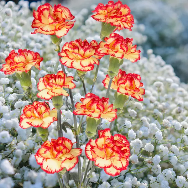 Carnation Boogie Carnation Boogie
