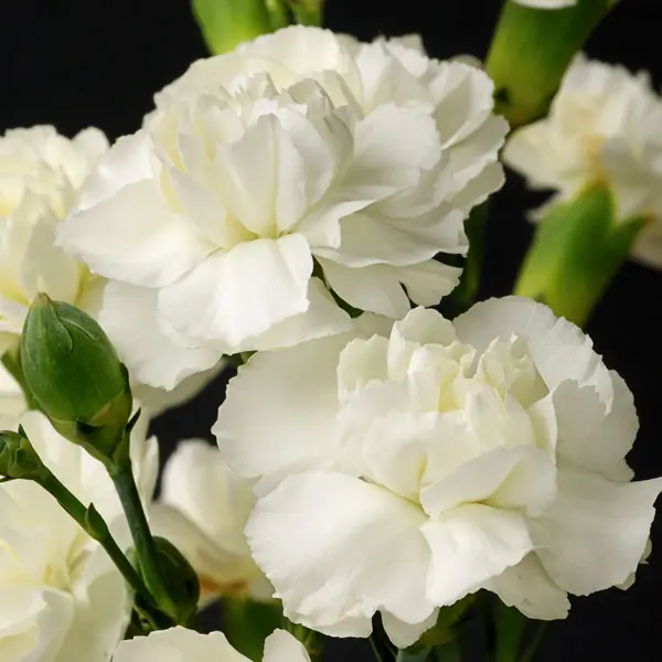 Carnation Holly