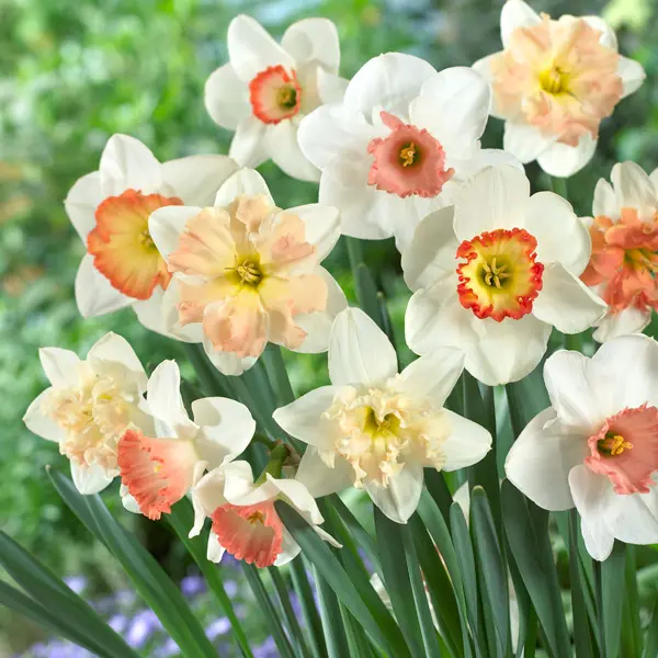 Daffodil Pink Mixed