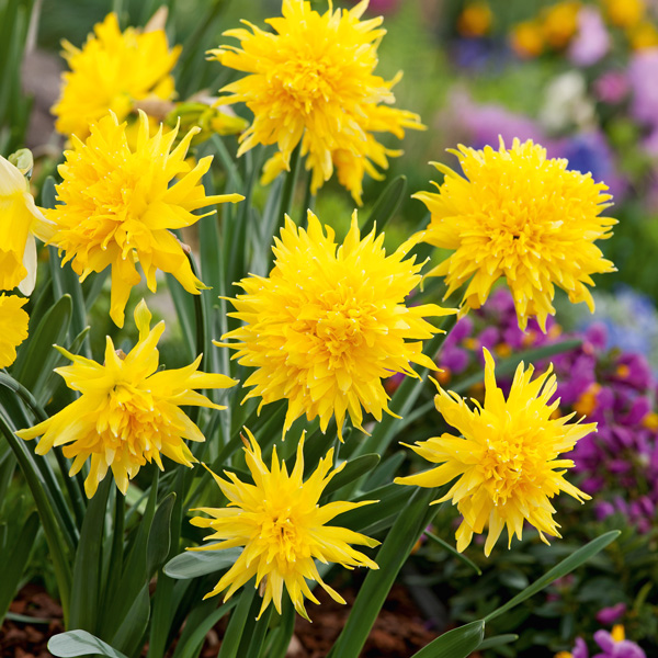 Daffodil Rip Van Winkle Daffodil Rip Van Winkle