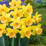 Daffodil Romsey