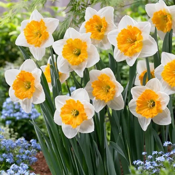 Daffodil Virginia Sunrise