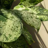 Dieffenbachia Memoria Corsii P10diemco - Garden Express Australia