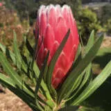Protea Eclipse P14proecl - Garden Express Australia