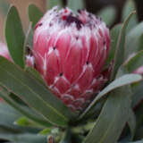 Protea Mayday Protea Mayday