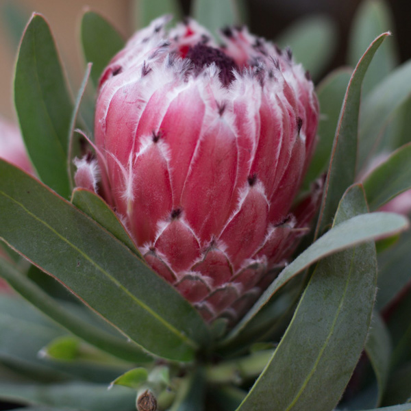 Protea Mayday Protea Mayday