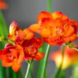 Freesia Bastogne Freesia Bastogne
