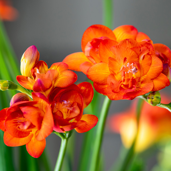 Freesia Bastogne