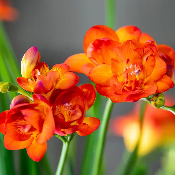 Freesia Bastogne Freesia Bastogne