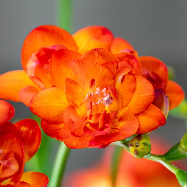 Freesia Bastogne Freesia Bastogne
