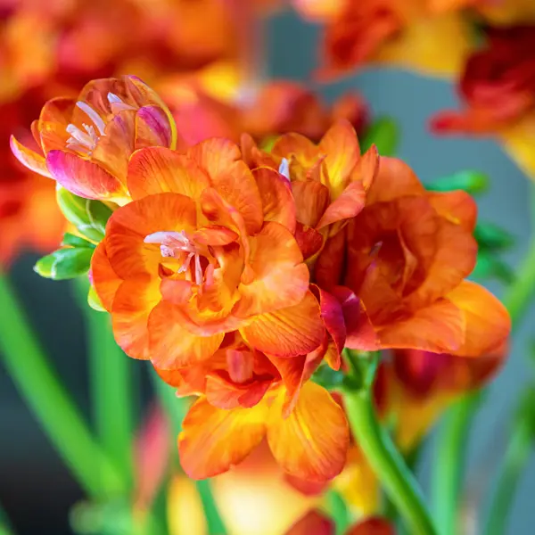 Freesia Bastogne Freesia Bastogne
