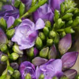 Freesia Biscaya Freesia Biscaya