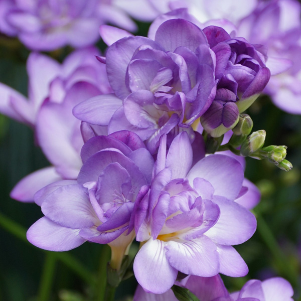 Freesia Biscaya