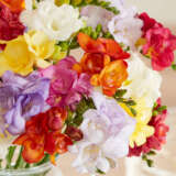 Freesia Double Mixed
