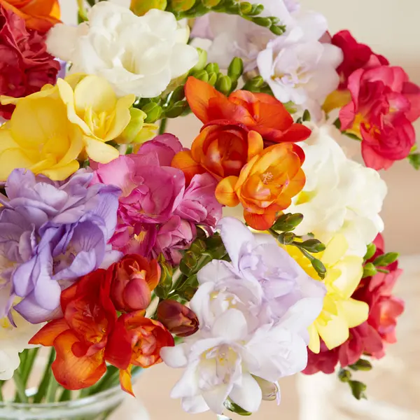 Freesia Double Mixed Freesia Double Mixed