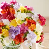 Freesia Double Mixed Freesia Double Mixed