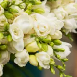 Freesia Double White Rimini 3 Pkfrerim 2026 - Garden Express Australia