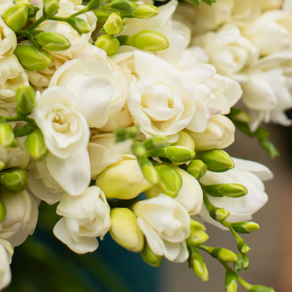 Freesia Rimini