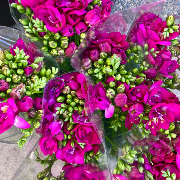 Freesia Purple Rain