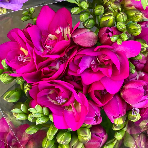 Freesia Purple Rain
