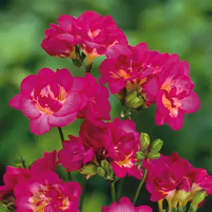 Freesia Purple Rain Freesia Purple Rain