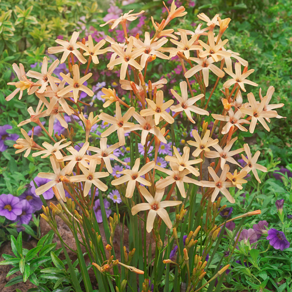 Ixia Eos Ixia Eos