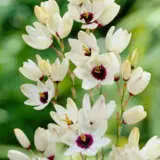 Ixia Marquette Pkiximar - Garden Express Australia