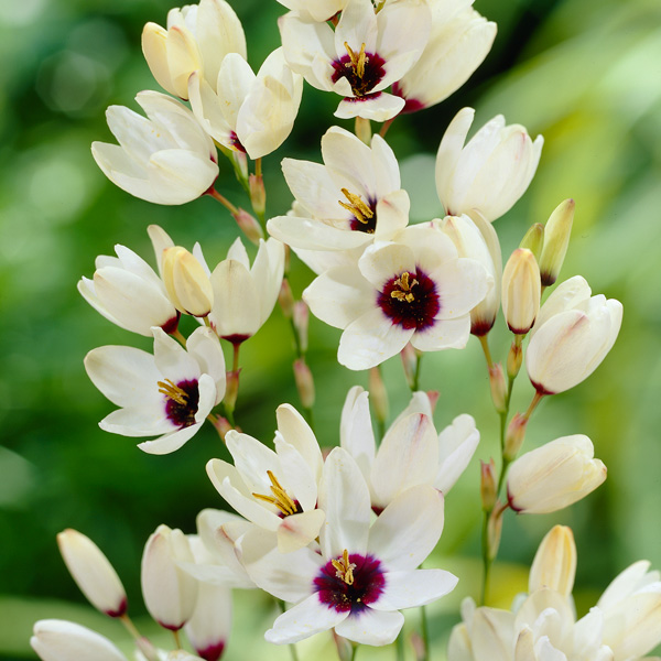 Ixia Marquette Ixia Marquette