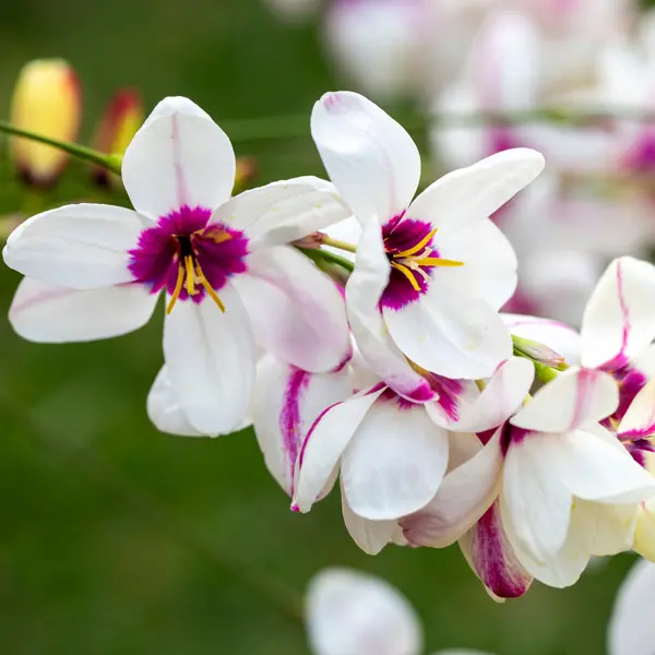 Ixia Spotlight Ixia Spotlight