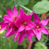Ixia Venus Pkixiven - Garden Express Australia