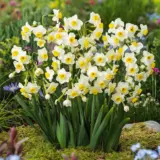Jonquil Avalanche Jonquil Avalanche