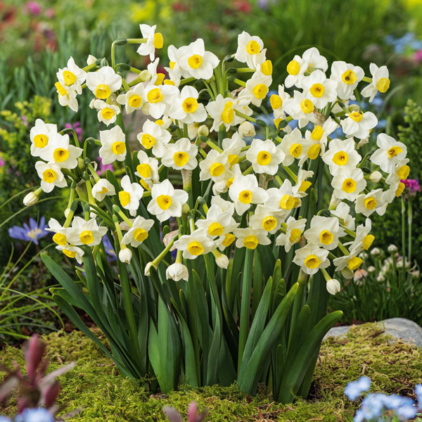 Jonquil Avalanche Jonquil Avalanche