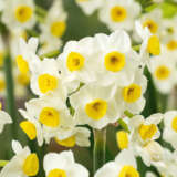 Jonquil Avalanche Jonquil Avalanche
