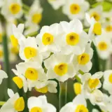 Jonquil Avalanche Jonquil Avalanche