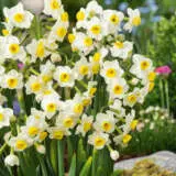 Jonquil Avalanche Jonquil Avalanche