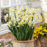 Jonquil Avalanche Jonquil Avalanche